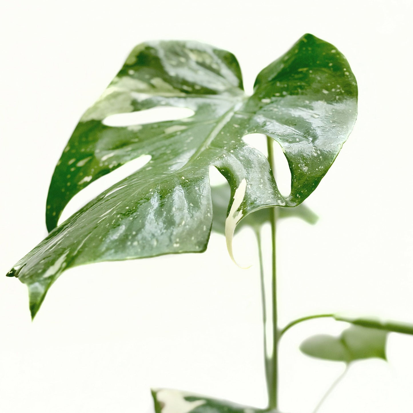 Monstera 'Thai Constellation' leaf with creamy white variegation and natural splits.