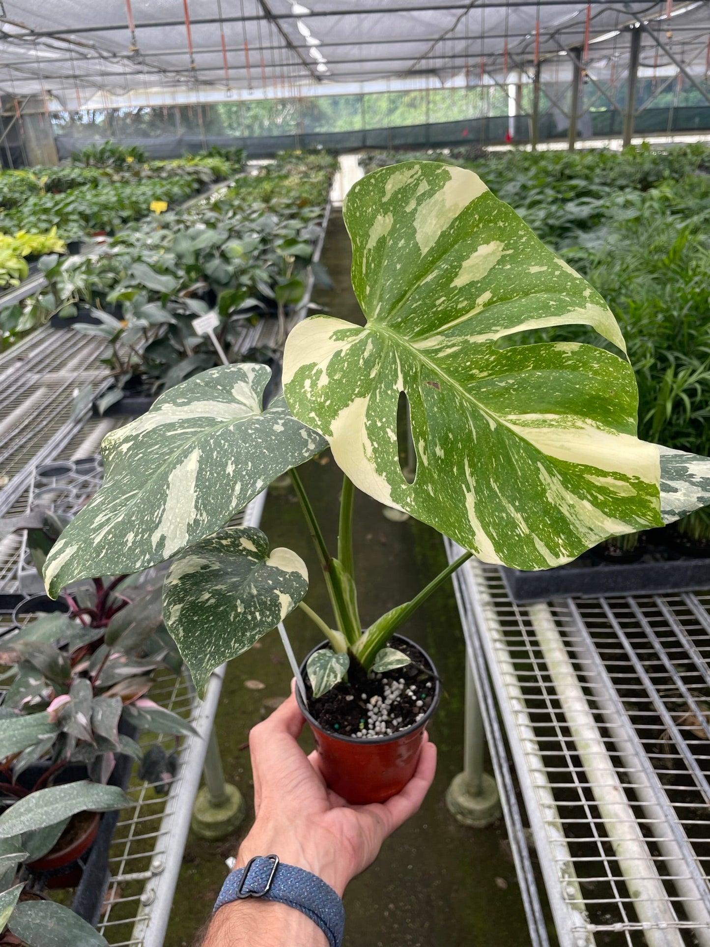 Hand holding a potted Monstera 'Thai Constellation' plant with large green and creamy white variegated leaves.
