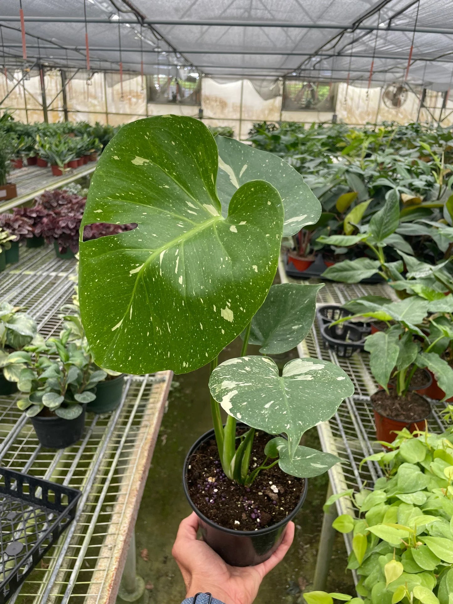 Monstera 'Thai Constellation' plant with large, variegated green leaves speckled with creamy white.