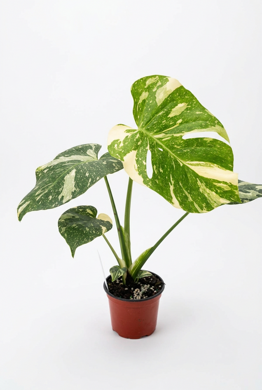 Potted monstera thai constellation rare aroid with green leaves and rich creamy white variegated split leaves growing in a brown pot.