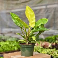 Philodendron Moonlight