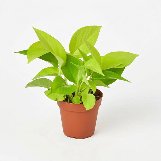 Vibrant ‘neon’ pothos plant with bright neon green leaves in a small brown  pot, ideal for trailing. Against a white background.
