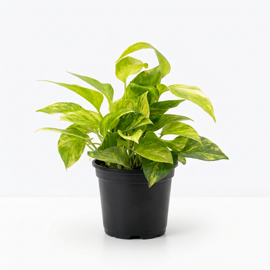 A potted neon queen pothos with trailing green and yellow variegated leaves in a 4” black pot on a sold white surface and background.