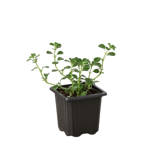 Small Nettle 'Baby's Tear' plant in a black square 3” pot on a solid white surface and white background.