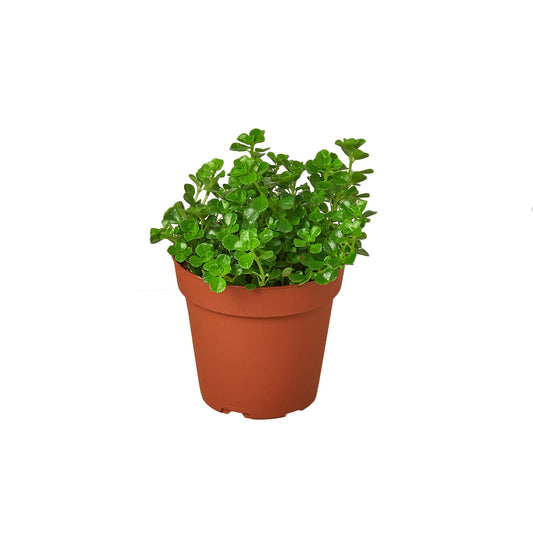Small Nettle 'Baby's Tear' plant with tiny, bright green leaves in a brown 4” pot on a solid white surface and white background.
