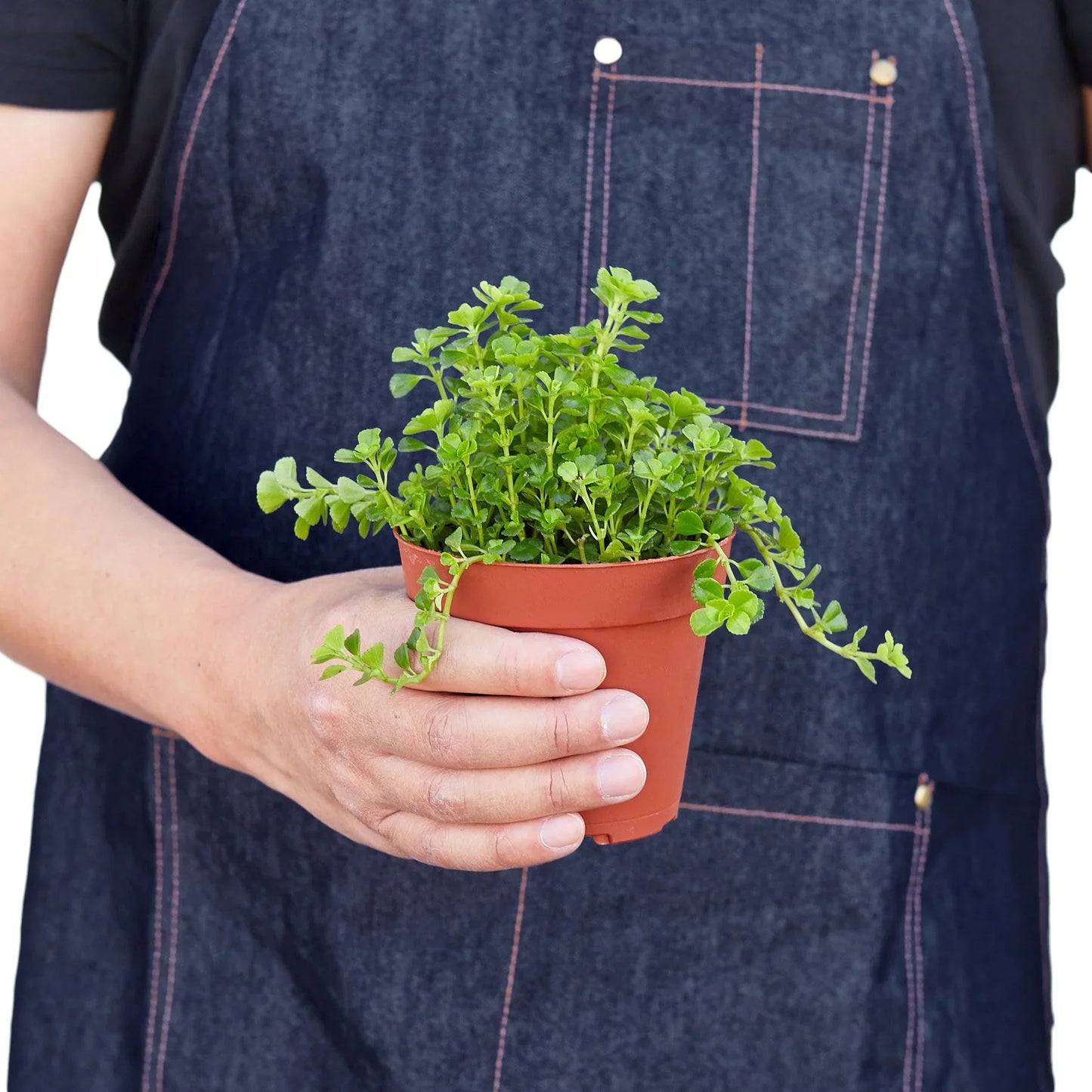 Person in a dark denim apron holding a small brown pot of vibrant green Baby's Tears plant.