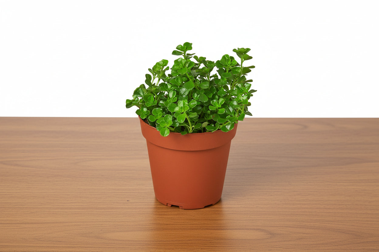 Small Nettle 'Baby's Tear' plant with tiny, bright green leaves in a brown pot on a wooden surface.