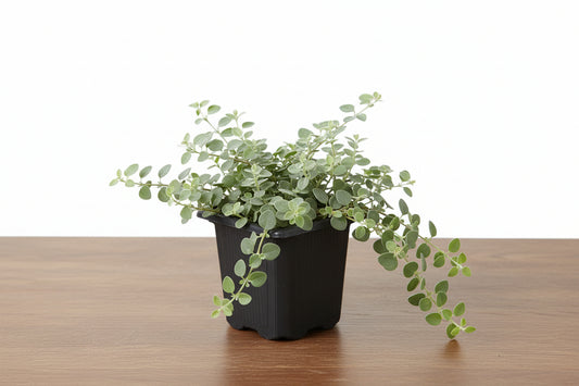 Nettle 'Silver Sparkle' plant in a black pot, featuring small, round, silvery-green leaves.