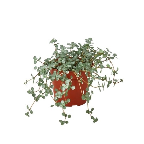 Compact Nettle 'Silver Sparkle' plant in a brown 4” pot, featuring small, round, metallic silver leaves on a solid white background.