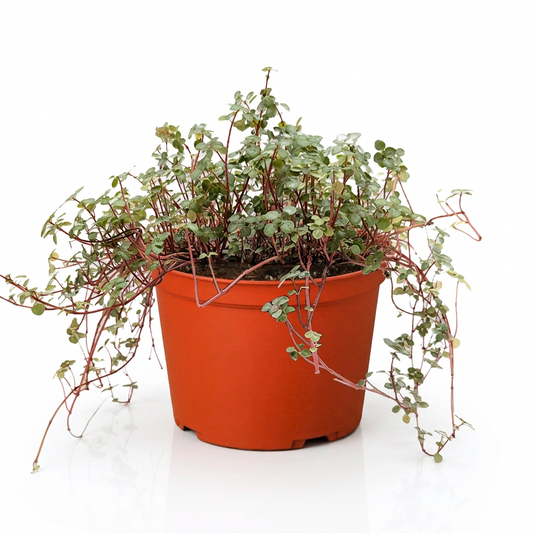 Nettle 'Silver Sparkle' in an orange 6” pot, with small, trailing silver-green leaves and deep green veins sitting on a solid white surface against a white background.