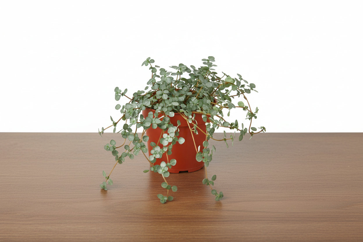 Compact Nettle 'Silver Sparkle' plant in a brown pot, featuring small, round, metallic silver leaves.