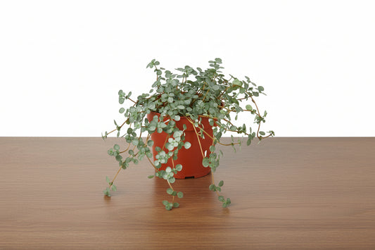 Compact Nettle 'Silver Sparkle' plant in a brown pot, featuring small, round, metallic silver leaves.
