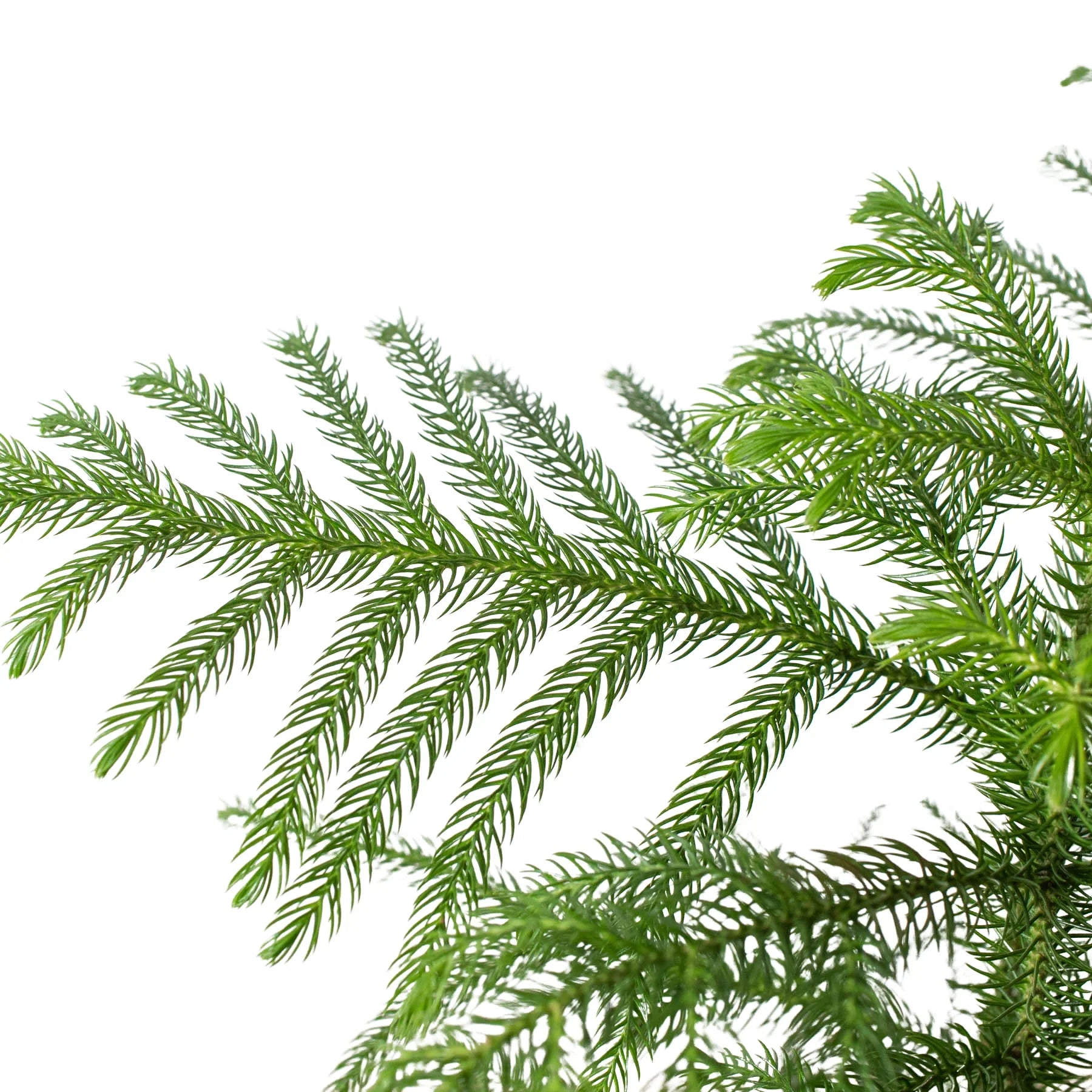 Close-up of vibrant green Norfolk Island Pine branches with feathery needles.