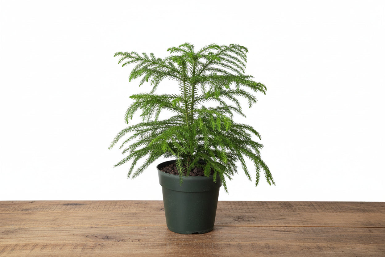 Small Norfolk Island Pine in a dark green pot on a rustic wooden surface.