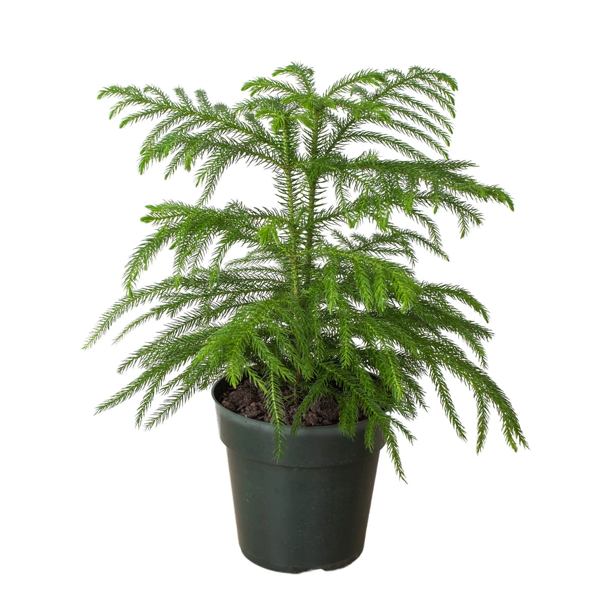 Small Norfolk Island Pine in a dark green pot on a rustic wooden surface.
