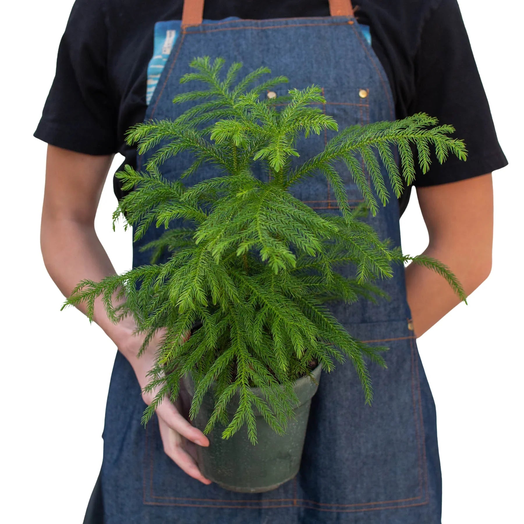 Person in denim apron holding a potted Norfolk Island Pine with tiered green branches.