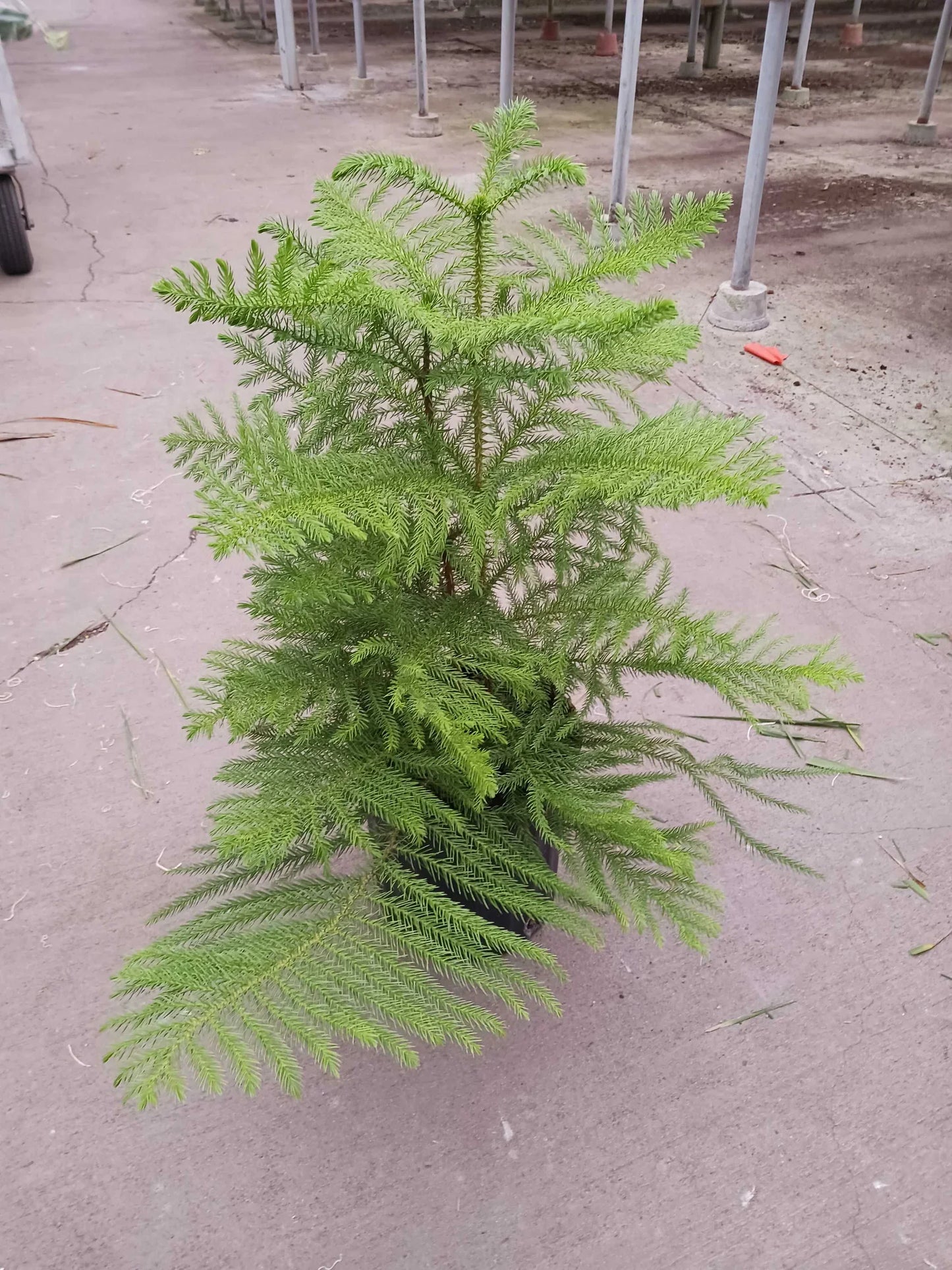 Lush green Norfolk Island Pine in a black pot, with tiered branches and feathery needles.