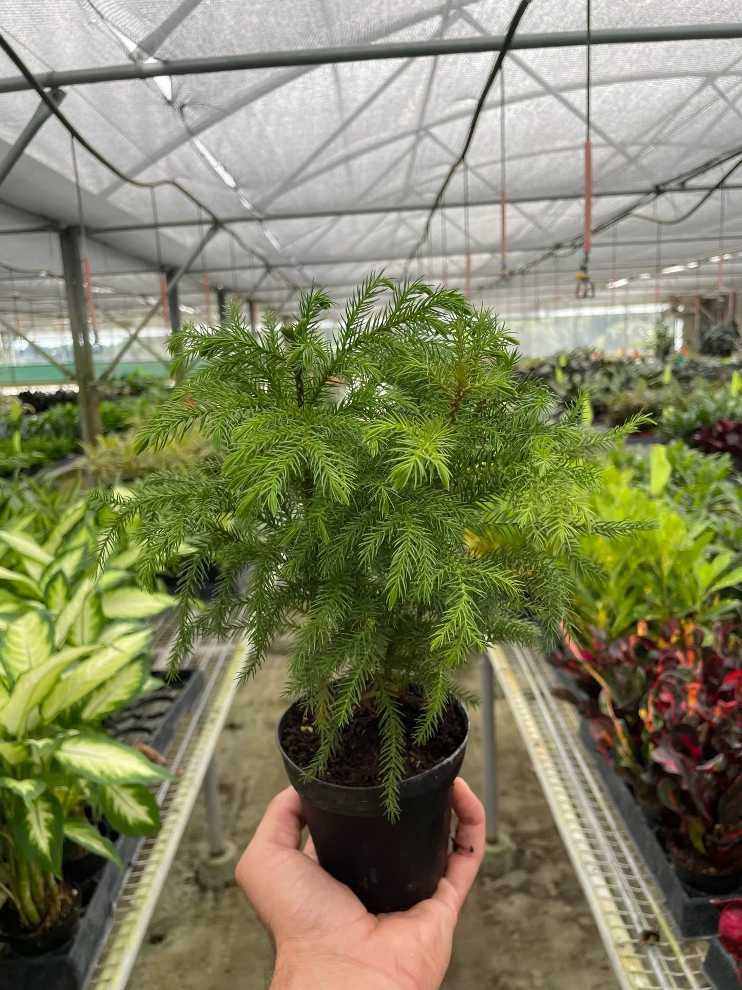 Hand holding a small, vibrant green Norfolk Island Pine in a black pot, inside a greenhouse.