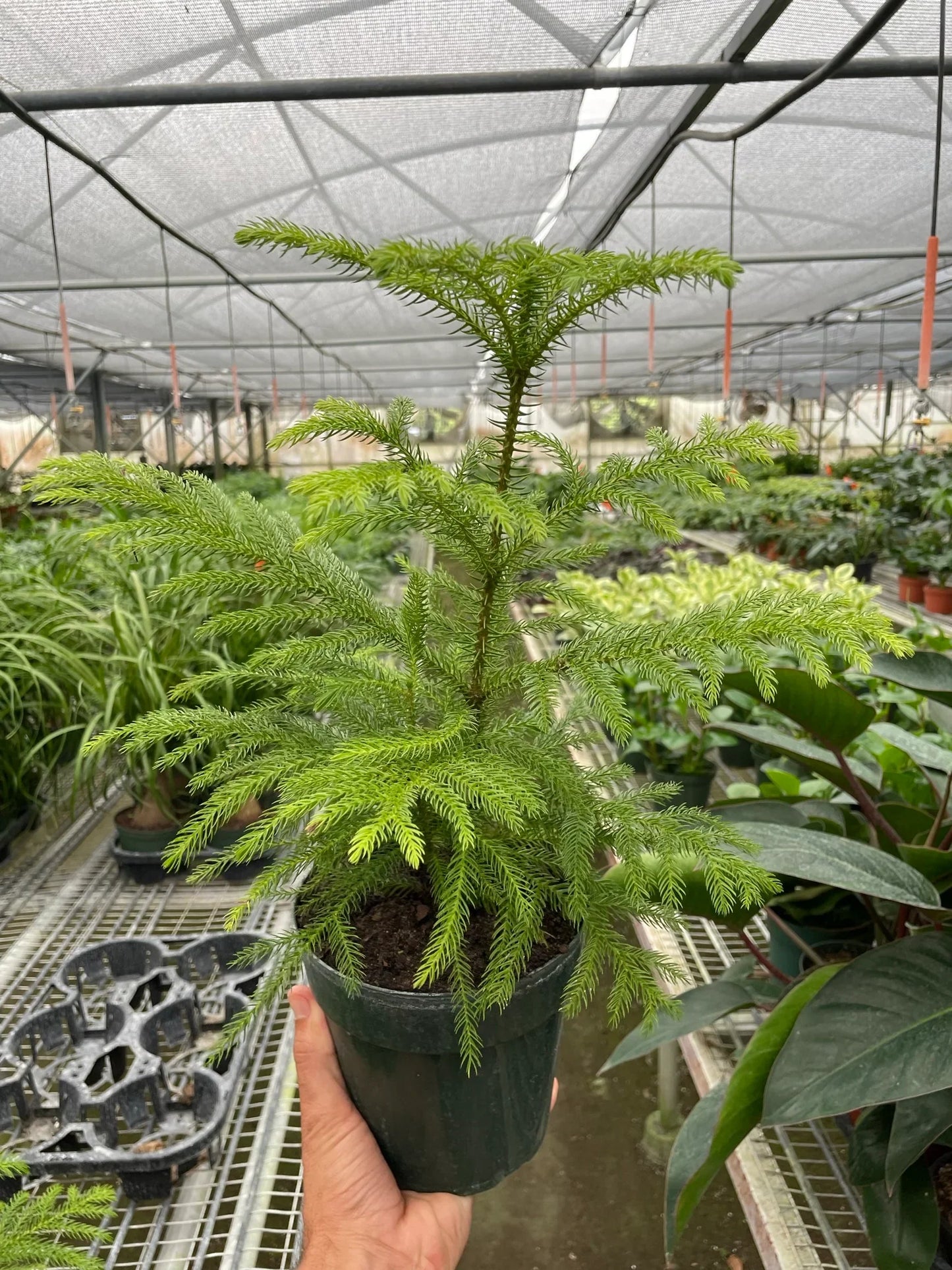Small Norfolk Island Pine in a dark pot, held in a greenhouse.