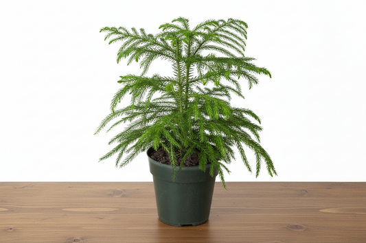 Green Norfolk Island Pine in a dark green pot on a light brown wooden surface.