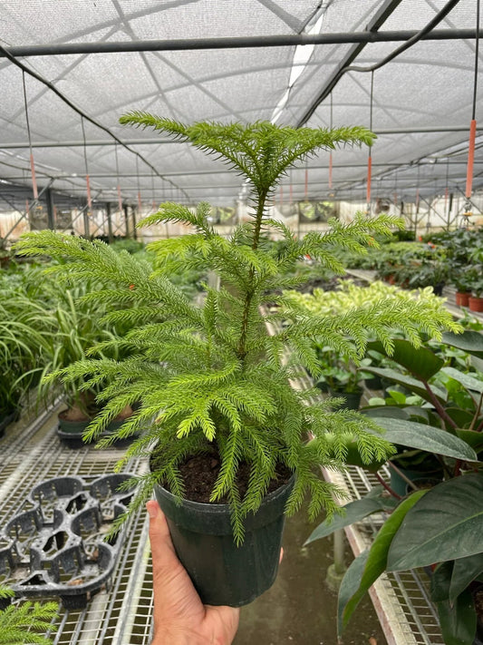 Hand holding a large Norfolk Island pine with green line stems growing in a green pot in a greenhouse setting.