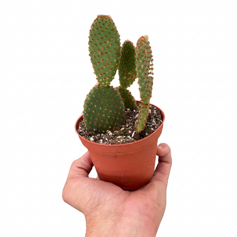 Hand holding a opuntia microdasys bunny ear cactus with three green spines in a small brown pot against a solid white background.