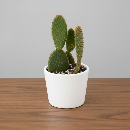opuntia microdasys bunny ear cactus sitting on a brown table with grey background