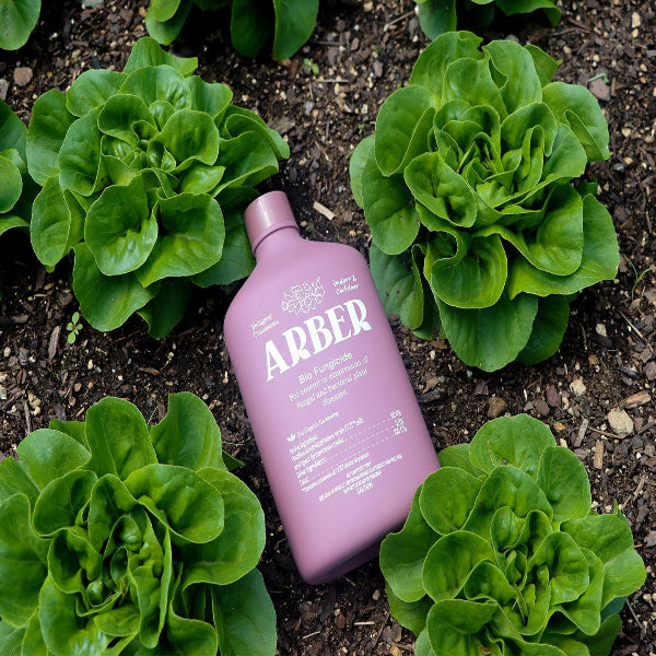 Arber Organic Bio Fungicide in a matte mauve bottle, nestled among vibrant green lettuce plants in soil.
