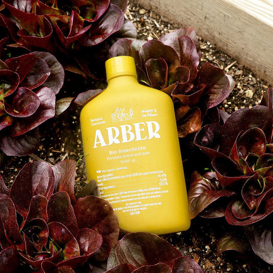 Yellow Arber Bio Insecticide bottle with white text, resting among dark red lettuce plants in a wooden planter.