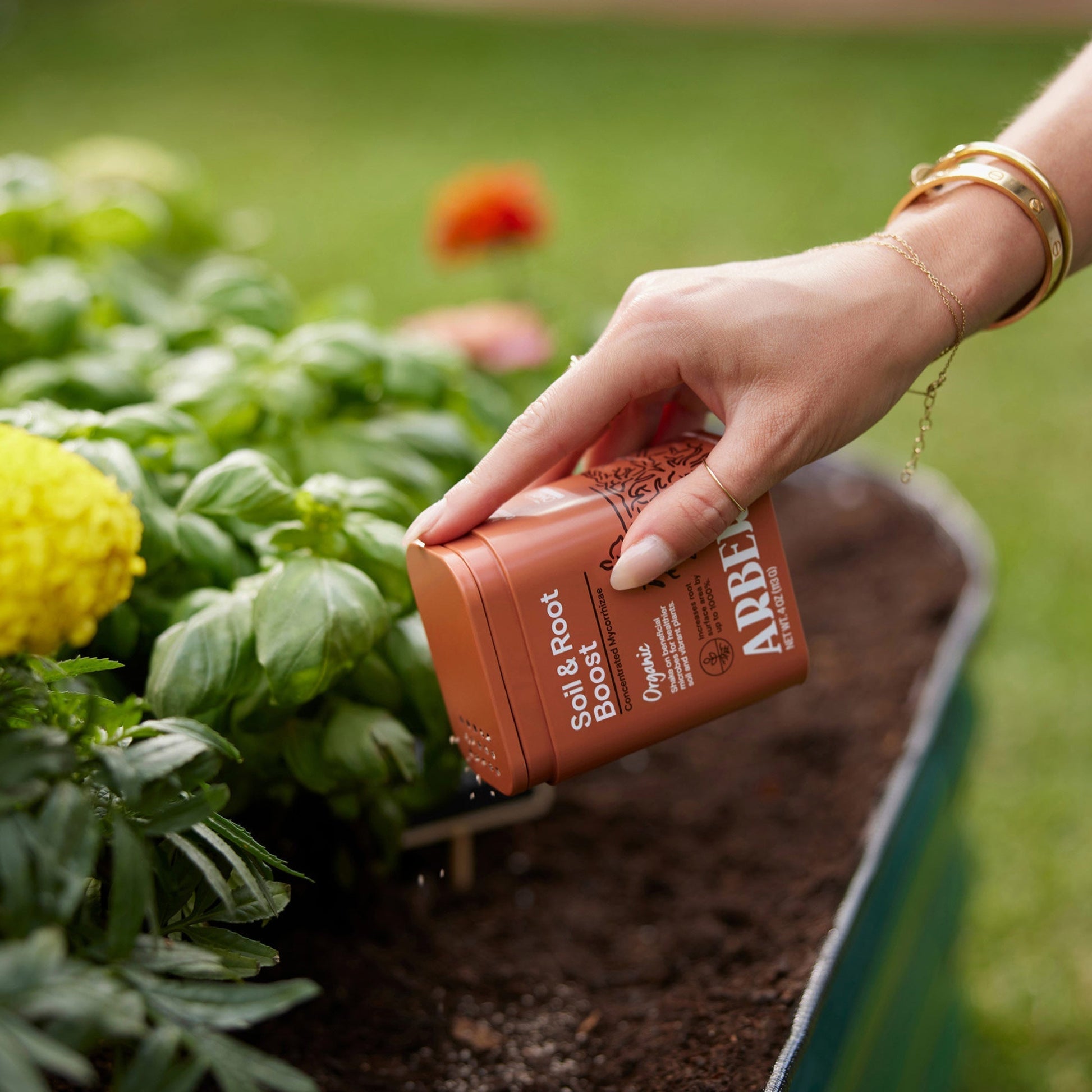 Hand shaking brown "Arbree Organic Soil & Root Boost" granules from a metal tin onto garden soil with green plants.