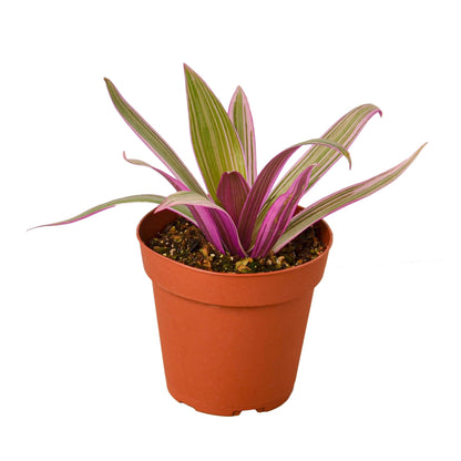 Oyster Plant 'Moses in the Cradle' in a brown pot, showing green and purple sword-shaped leaves in a brown pot.