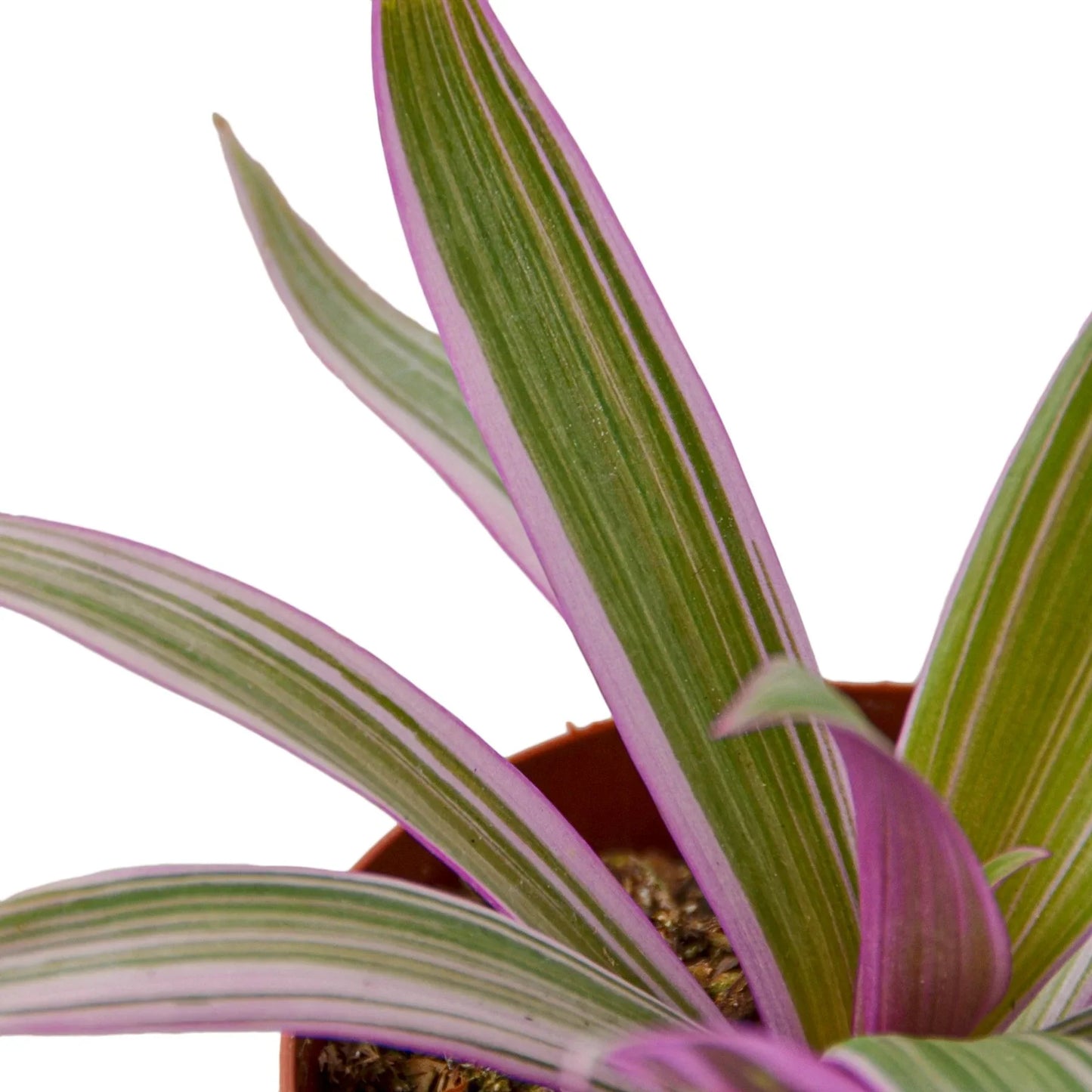Oyster Plant 'Moses in the Cradle' with sword-shaped green leaves and vivid purple undersides.