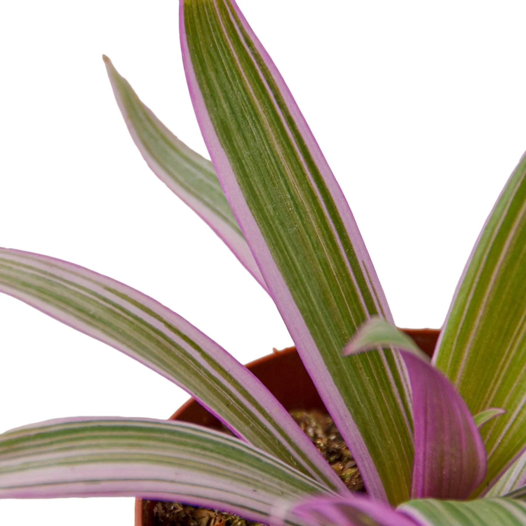 Oyster Plant 'Moses in the Cradle' with sword-shaped green leaves and vivid purple undersides.