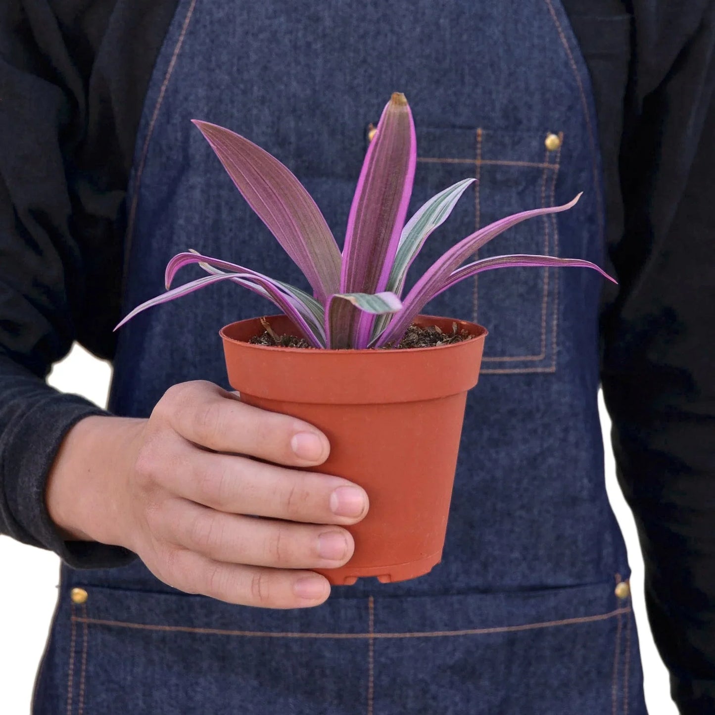 Hand holding a potted Oyster Plant with green, purple, and pink sword-shaped leaves.