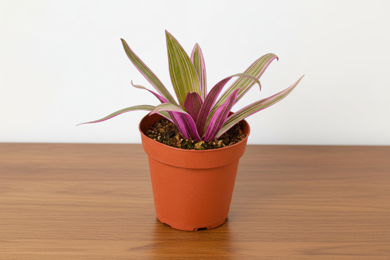 Oyster Plant 'Moses in the Cradle' in a terracotta pot, showing green and purple sword-shaped leaves.