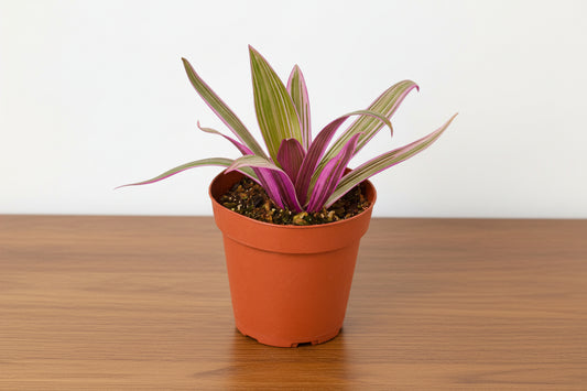 Oyster Plant 'Moses in the Cradle' in a terracotta pot, showing green and purple sword-shaped leaves.