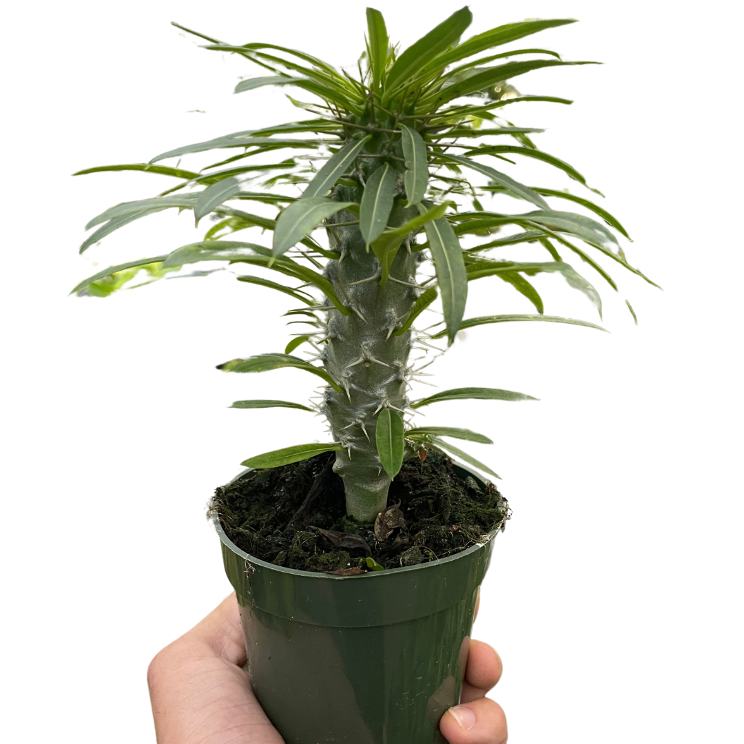Pachypodium lamerei (Madagascar Palm) in a green pot, held by a hand.