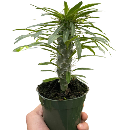 Pachypodium lamerei (Madagascar Palm) in a green pot, held by a hand.