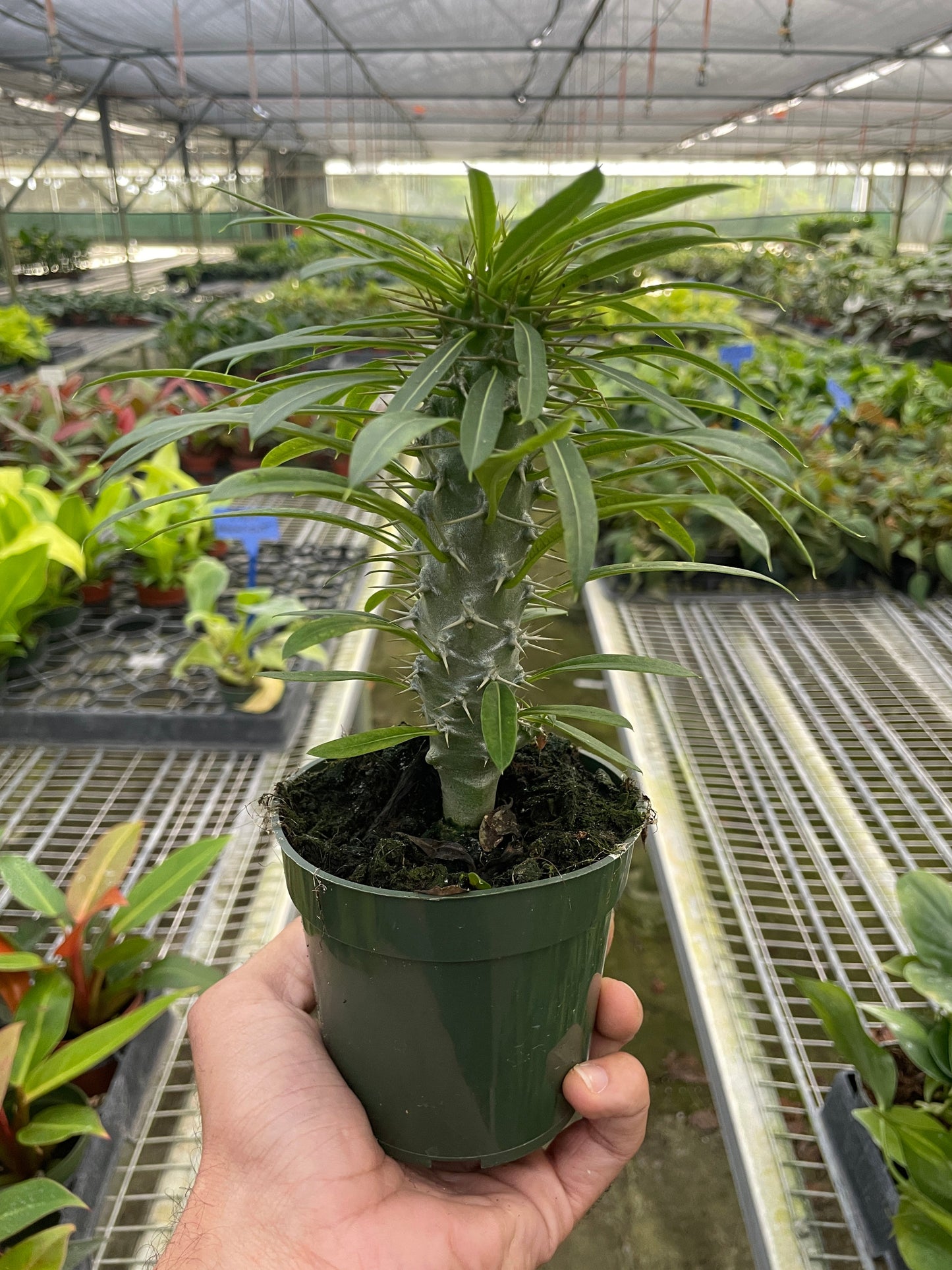 Small Pachypodium 'lamerei' Madagascar Palm in a green pot, held in a greenhouse.