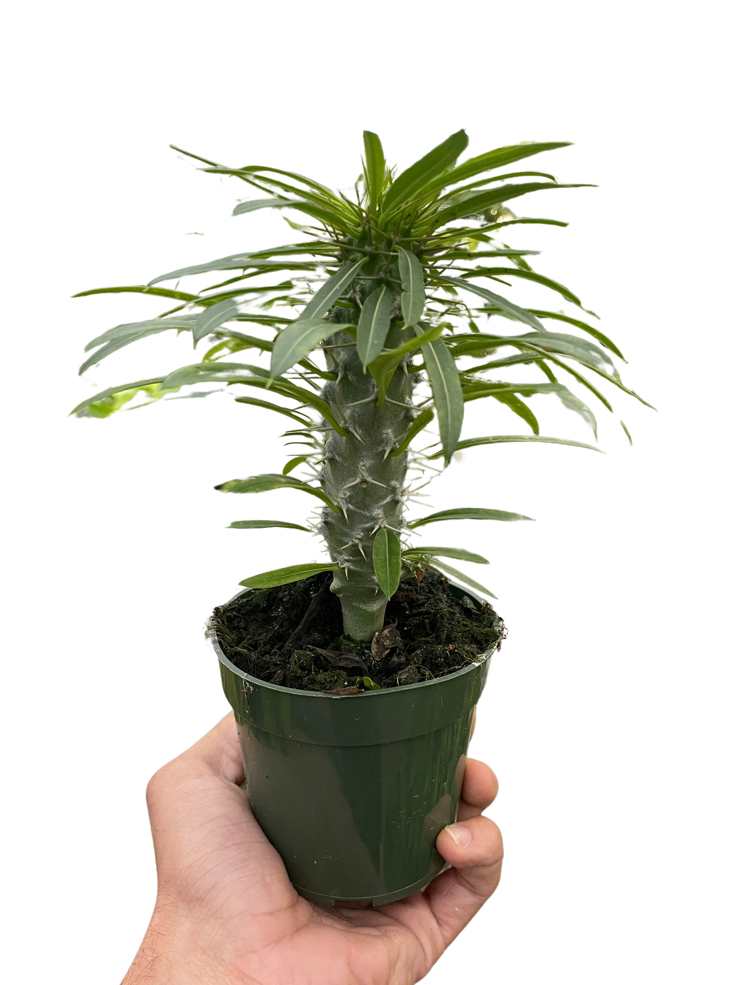Hand holding a small Pachypodium 'lamerei' Madagascar Palm in a dark green nursery pot.
