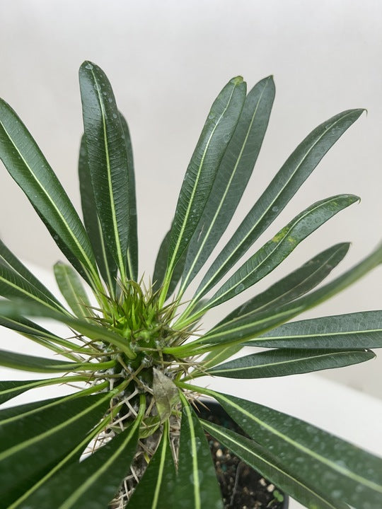 Pachypodium 'lamerei' Madagascar Palm with long green leaves and sharp spines.