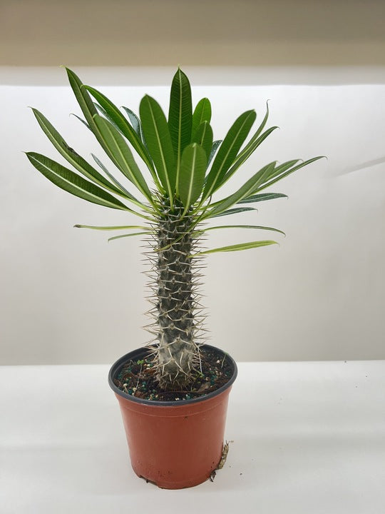 Pachypodium 'lamerei' Madagascar Palm with a thick, spiny stem and green leaves in a brown pot.