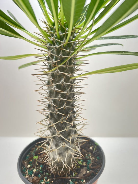 Pachypodium 'lamerei' Madagascar Palm with a thick, spiny stem and green leaves in a black pot.