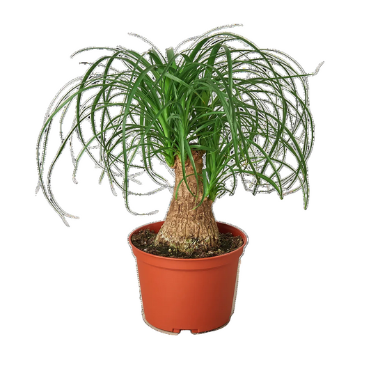 Potted pony tail palm with green arching fronds with a thick trunk in a brown pot. Ideal for low light conditions.