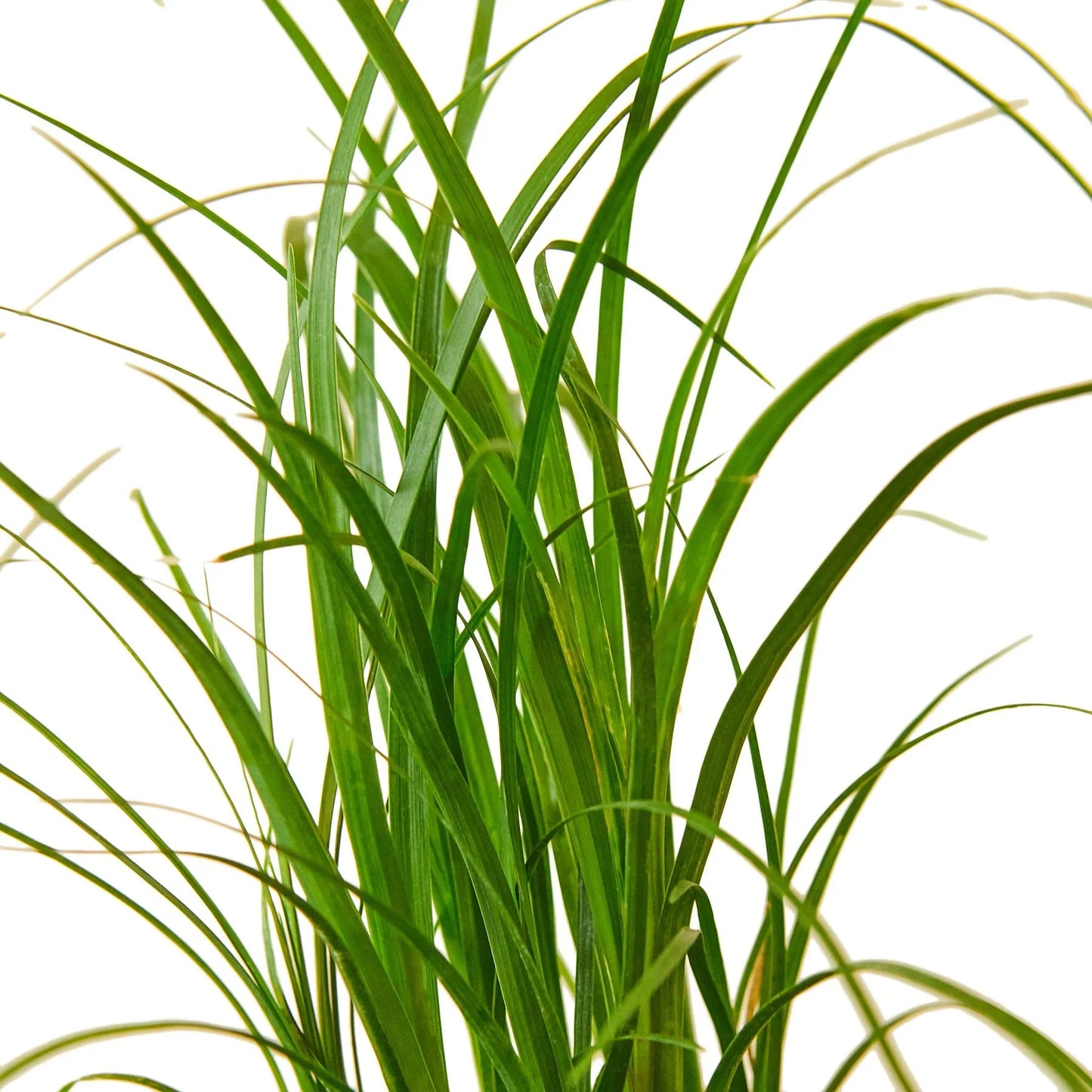 Vibrant green, slender leaves of a young Ponytail Palm plant against a white background.