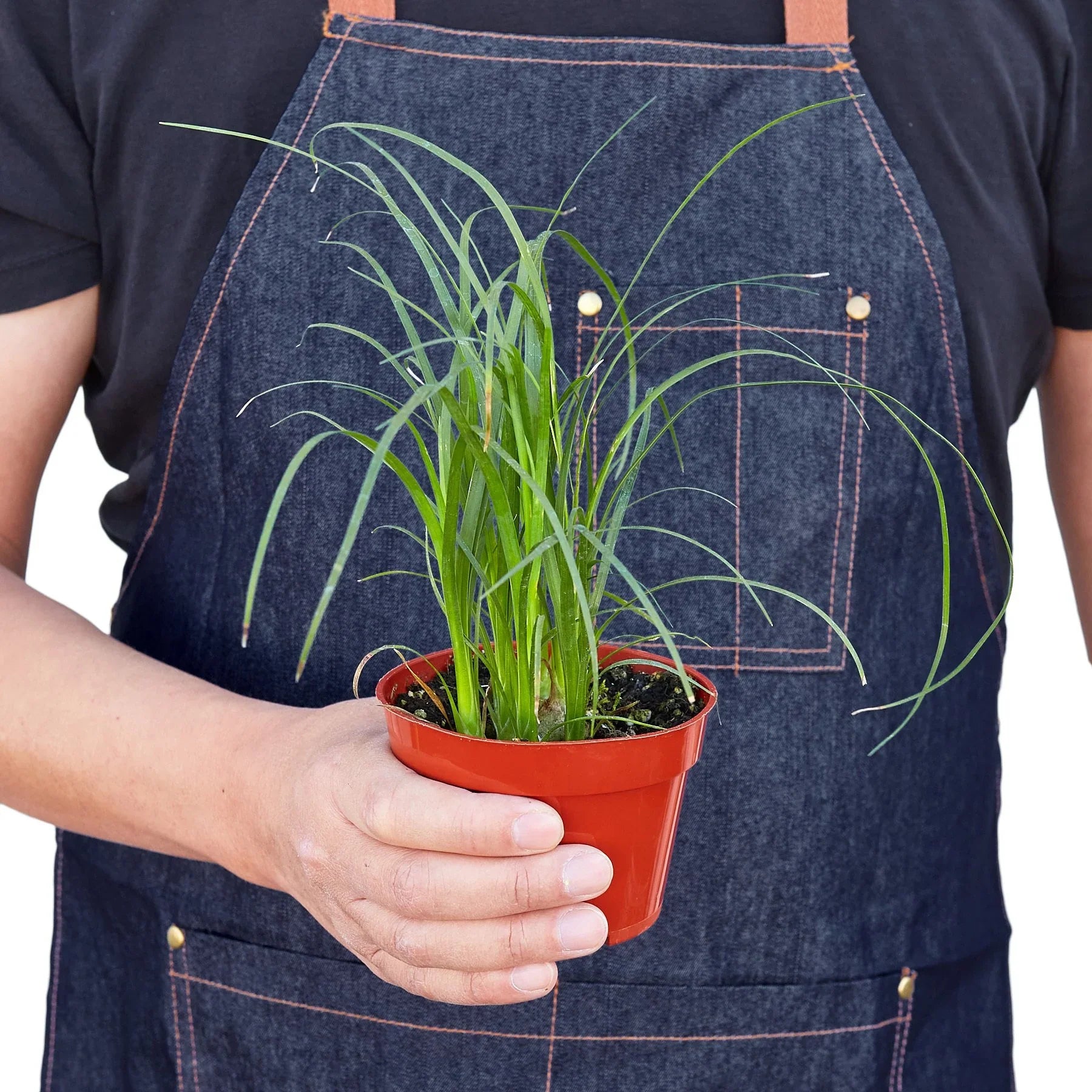 Person in denim apron holding a small green ponytail palm in a red pot.