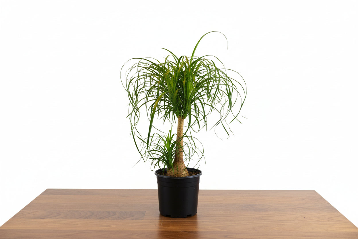 Ponytail Palm in a black pot, featuring a swollen trunk and long, green, cascading leaves.