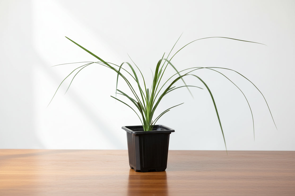 Small green ponytail palm in a black square pot on a wooden table.