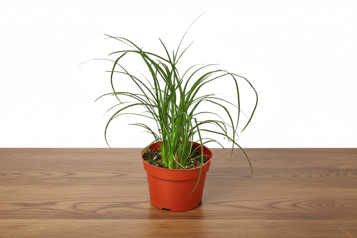 Small green Ponytail Palm in a terracotta pot on a wooden surface.