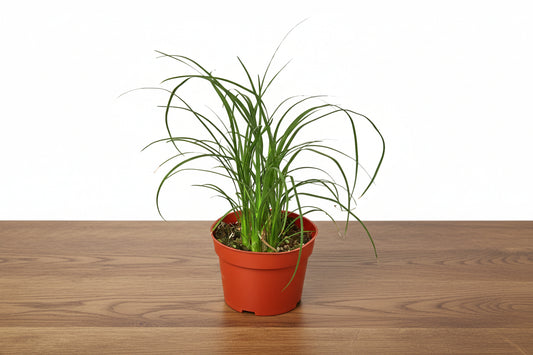Small green Ponytail Palm in a terracotta pot on a wooden surface.